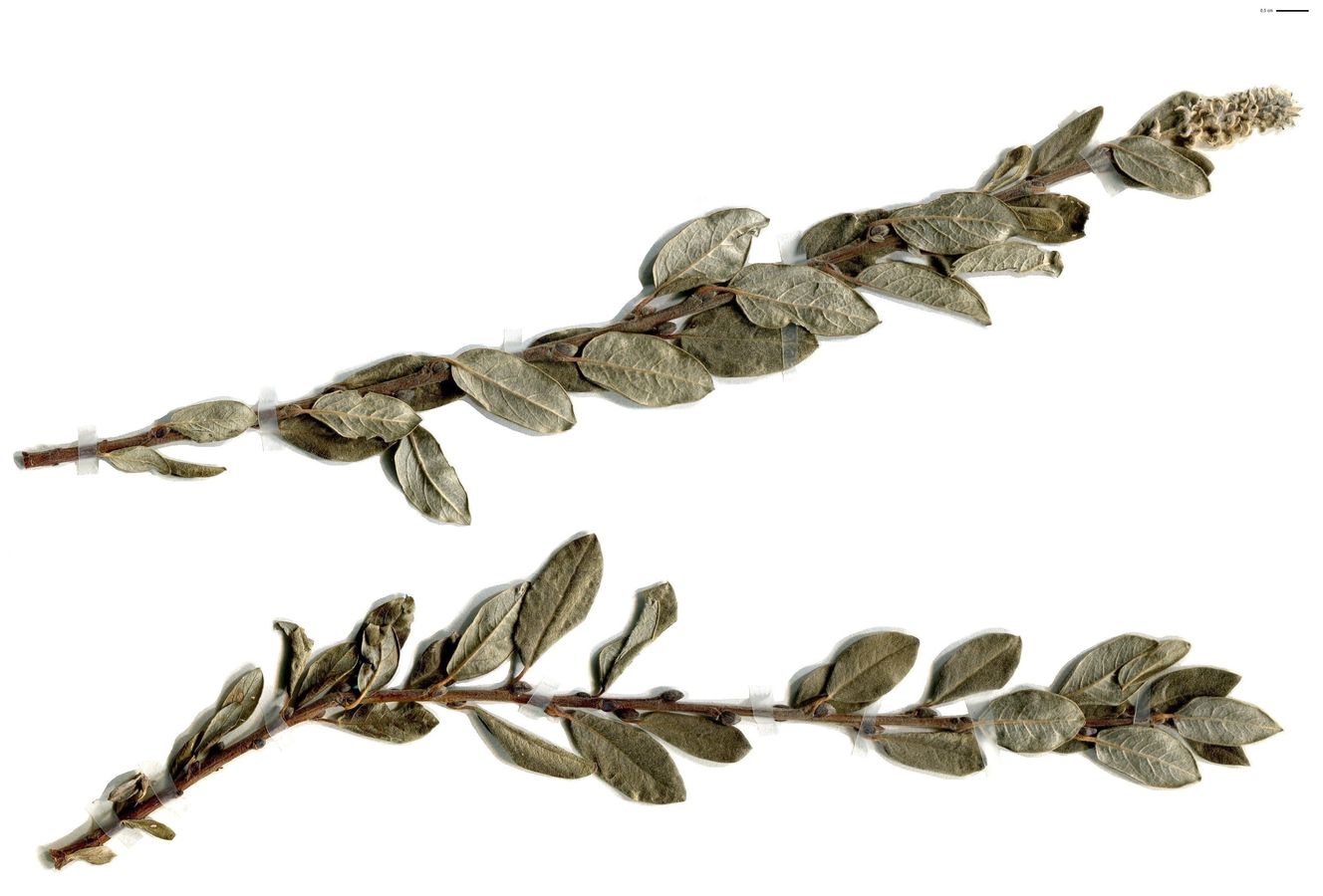 Salix repens subsp. repens var. dunensis (Salicaceae)